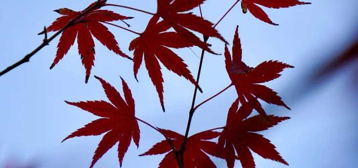 Ο Άρης σε τετράγωνο με τον Πλούτωνα στις 9 Οκτωβρίου 2023.